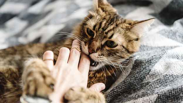 A cat biting its owner's fingers