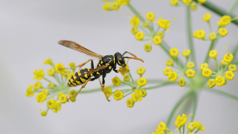 Close-up of a yellow and black wasp perched on a yellow flower, highlighting the potential for wasp stings and wasp sting treatment