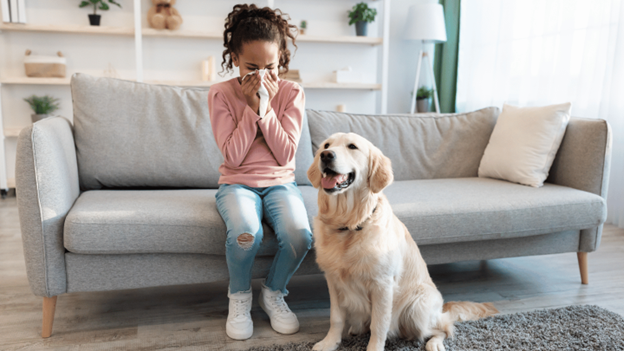 Young girl experiencing ongoing pet allergy symptoms while sitting next to a golden retriever, showing how long allergic reactions can last with allergen exposure